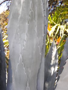 Desert succulent cacti