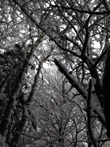 Storm cathedral branches photo