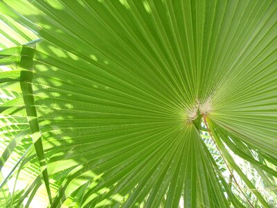 Nature design foliage