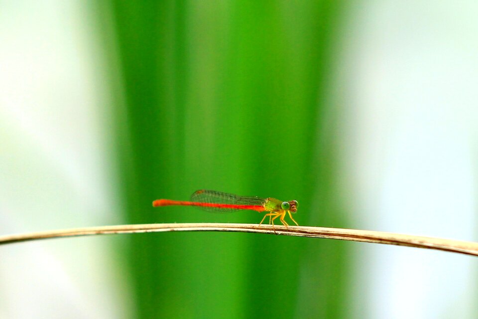Dragonfly the wild macro