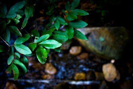 Water natural landscape the leaves