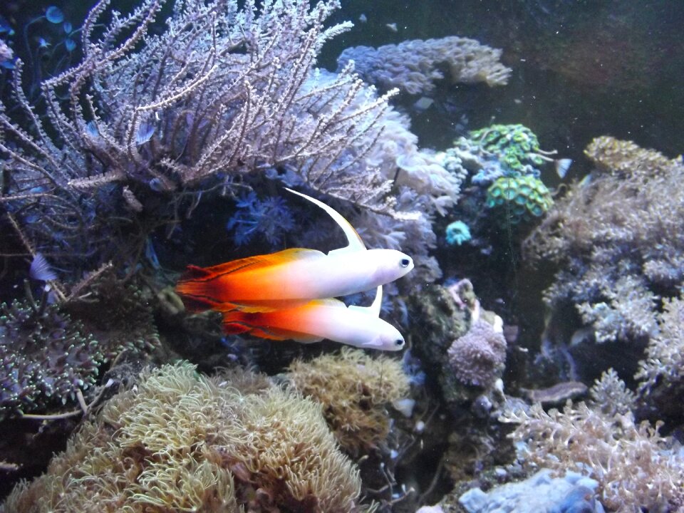 Fish saltwater aquarium his grandmother fiery photo