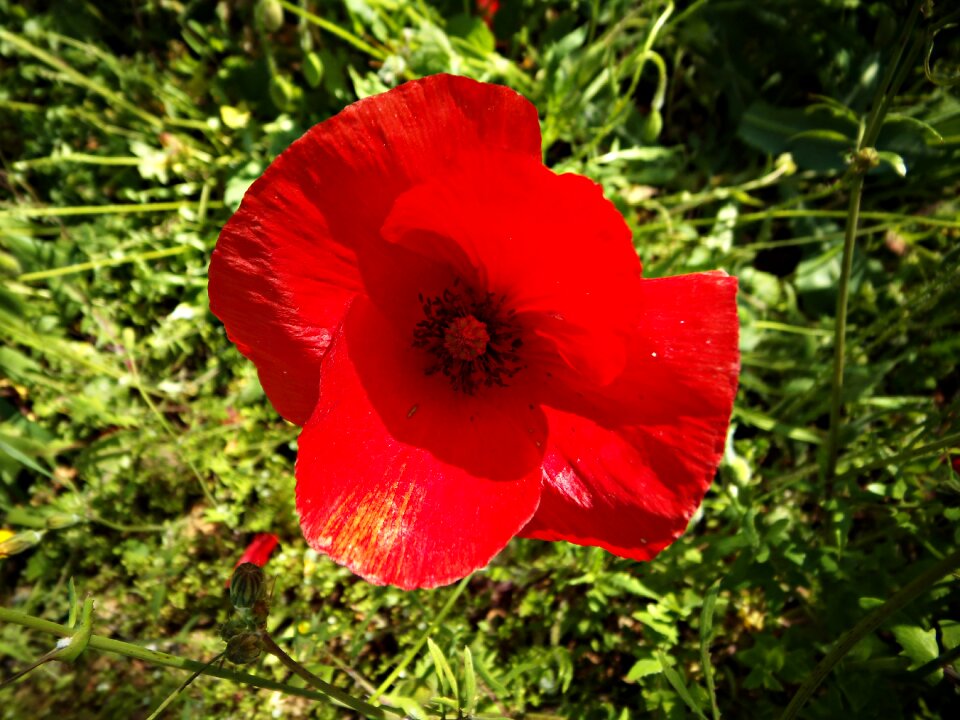 Poppy flower nature beauty