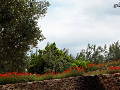 Beauty nature wild flowers