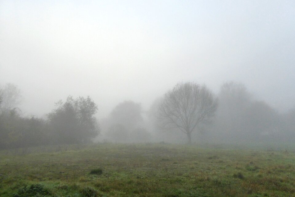 Landscape trees nature