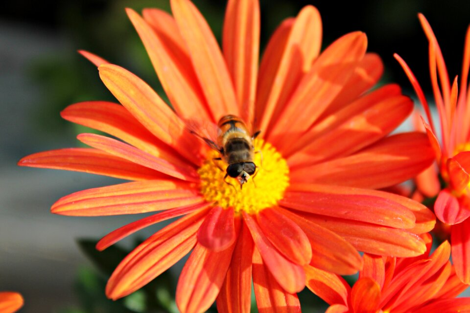 Nature pollen pollination