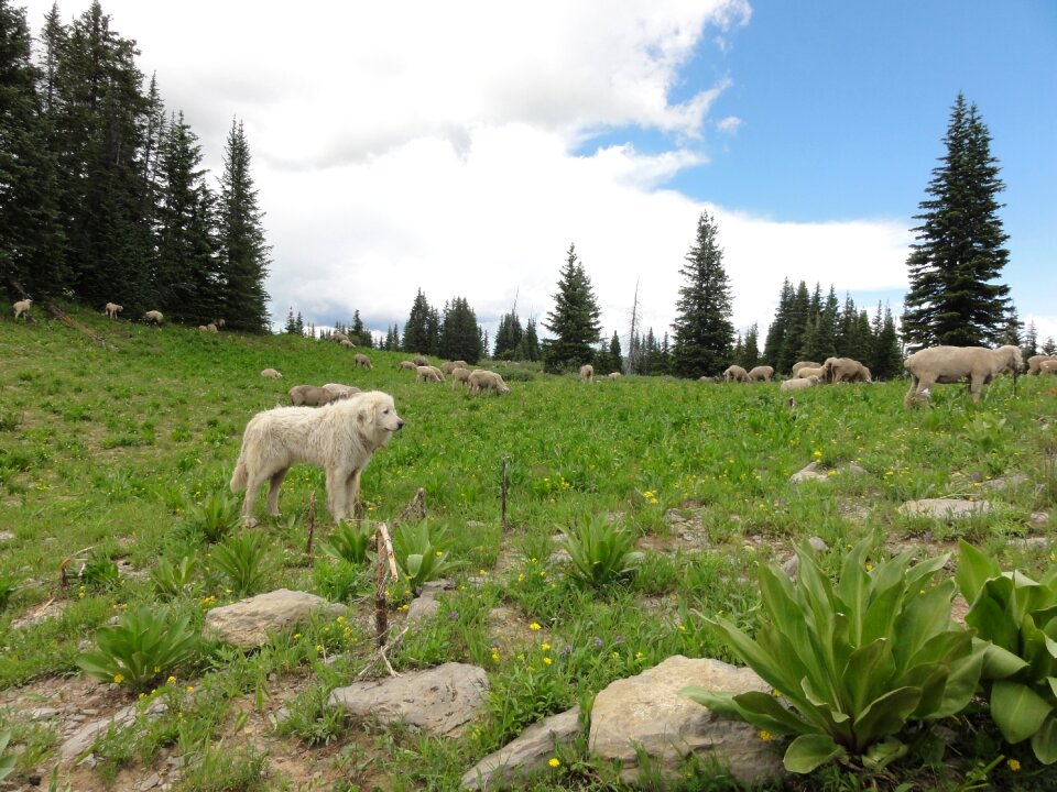 Outdoor animal mountain