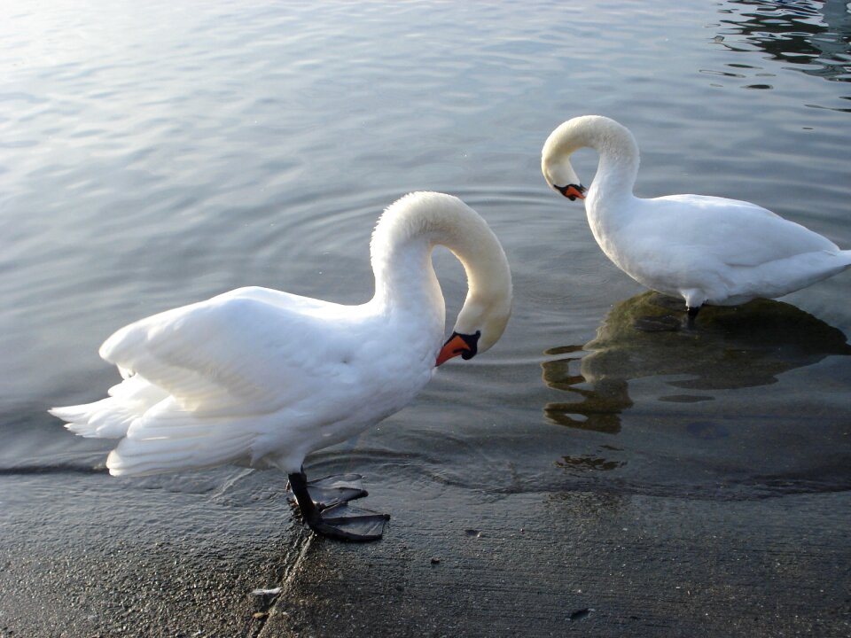 Bird majestic lausanne