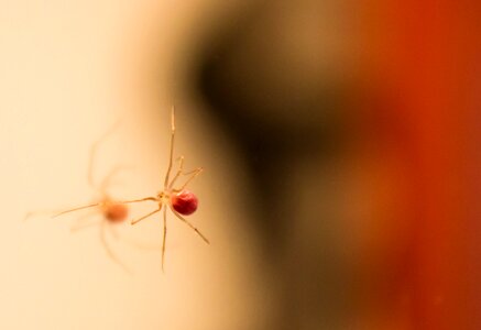 Insect close