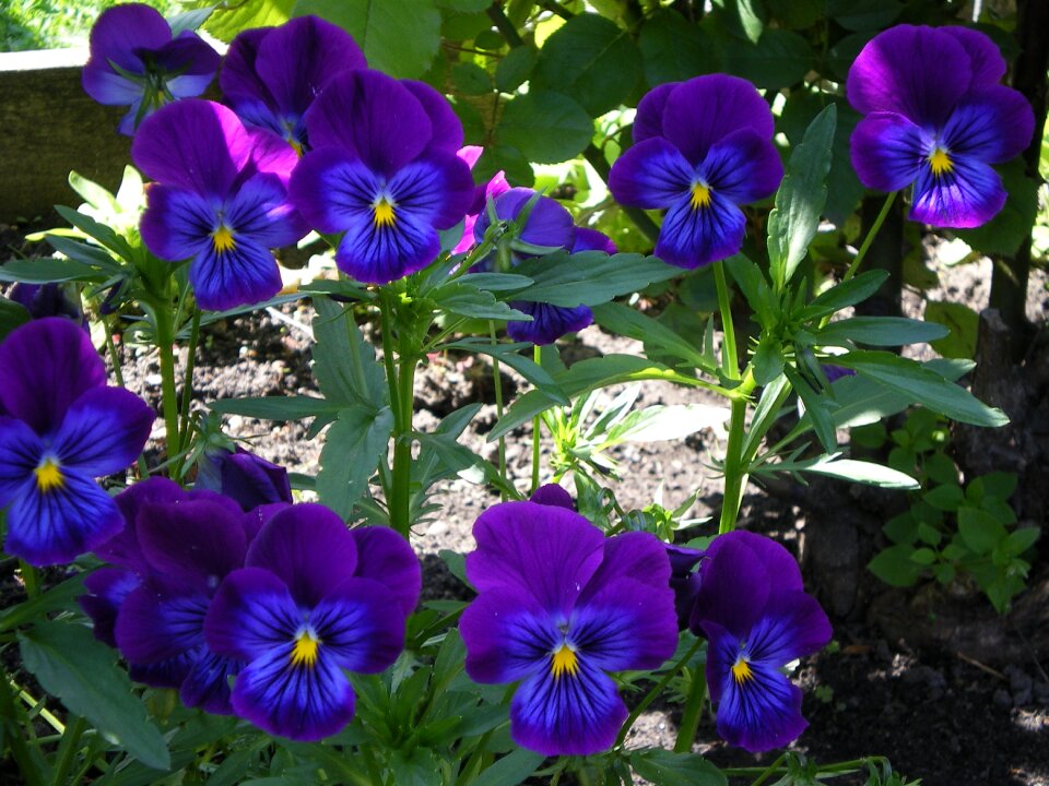 Beauty dacha garden