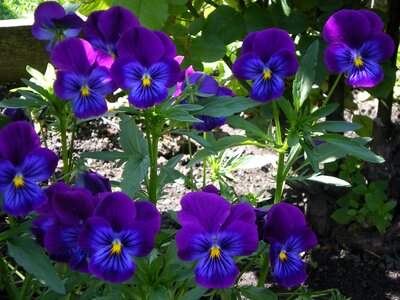 Beauty dacha garden
