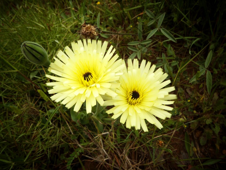 Flowers flowering yellow flower