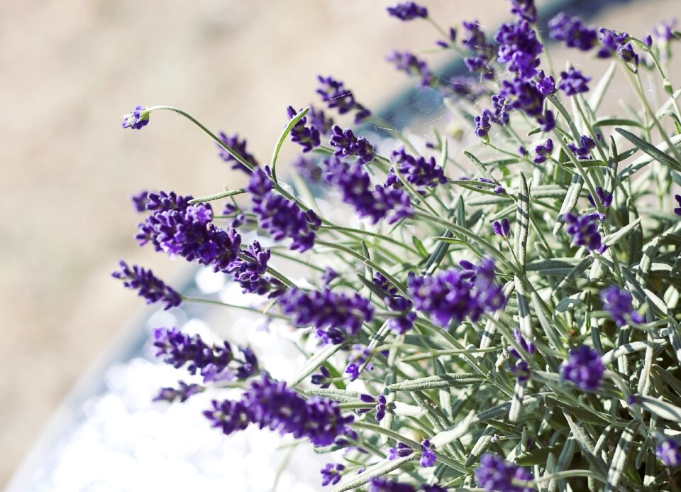 Romanticism decoration purple flower photo