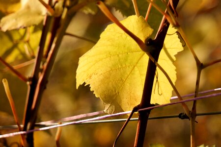 Yellow golden autumn wine photo