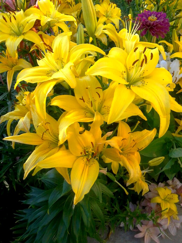 Bloom yellow lilies dacha