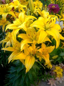 Bloom yellow lilies dacha photo