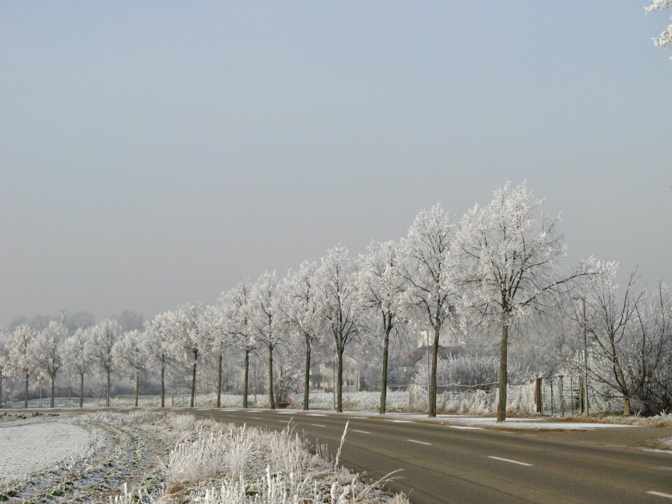 Hoarfrost trees denzlingen
