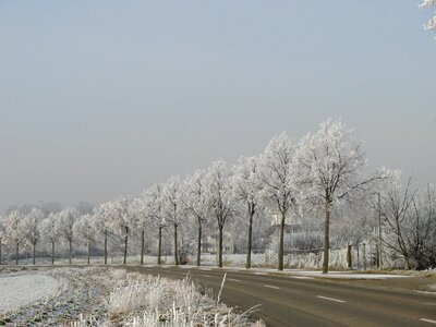 Hoarfrost trees denzlingen
