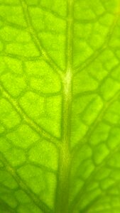 Herb green structure