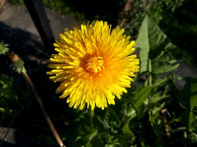 Close up macro yellow flower photo