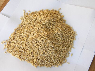 Wheat agriculture nature