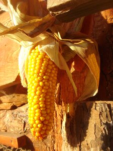 Harvest yellow decoration