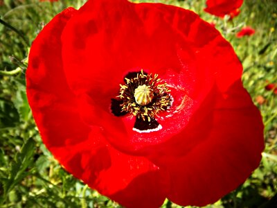 Macro field flower
