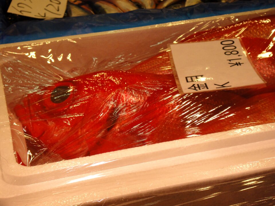 Tokyo tsukiji tourist