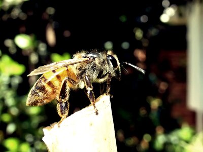 Garden nature insect