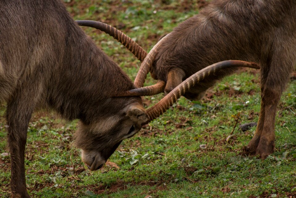 Mount mountain antler