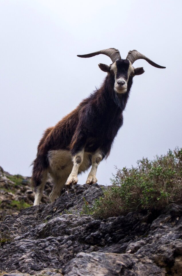 Animal mountain nature