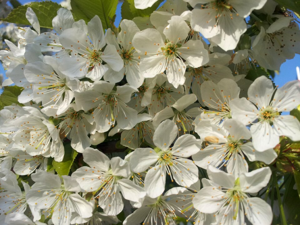 Bloom tree nature