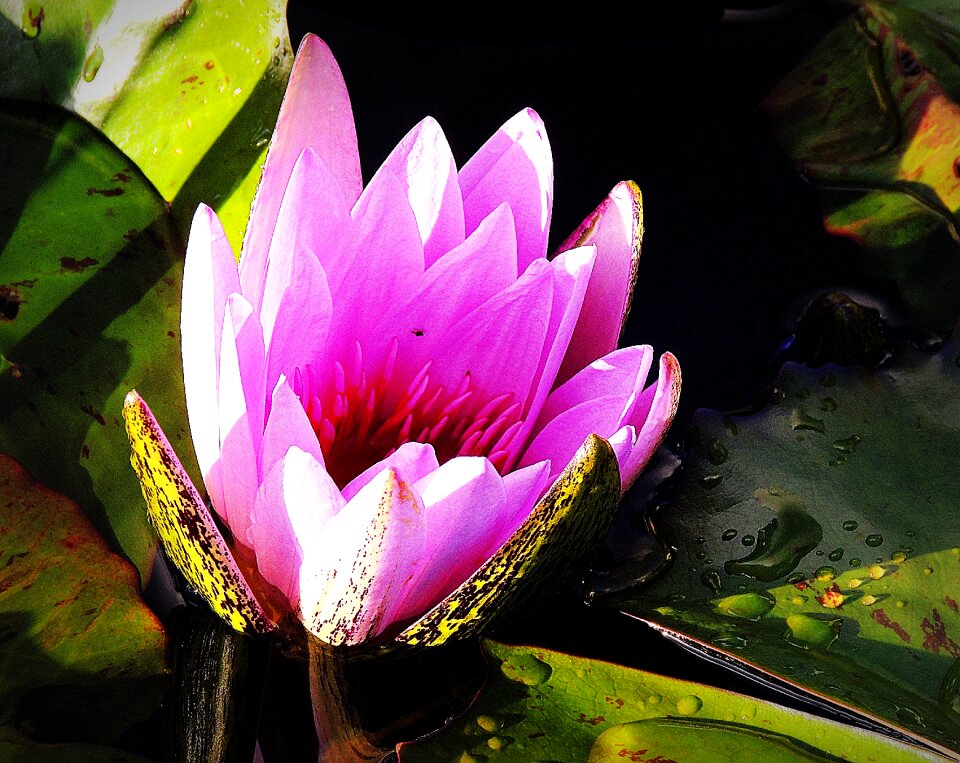 Pond waterhole bloom