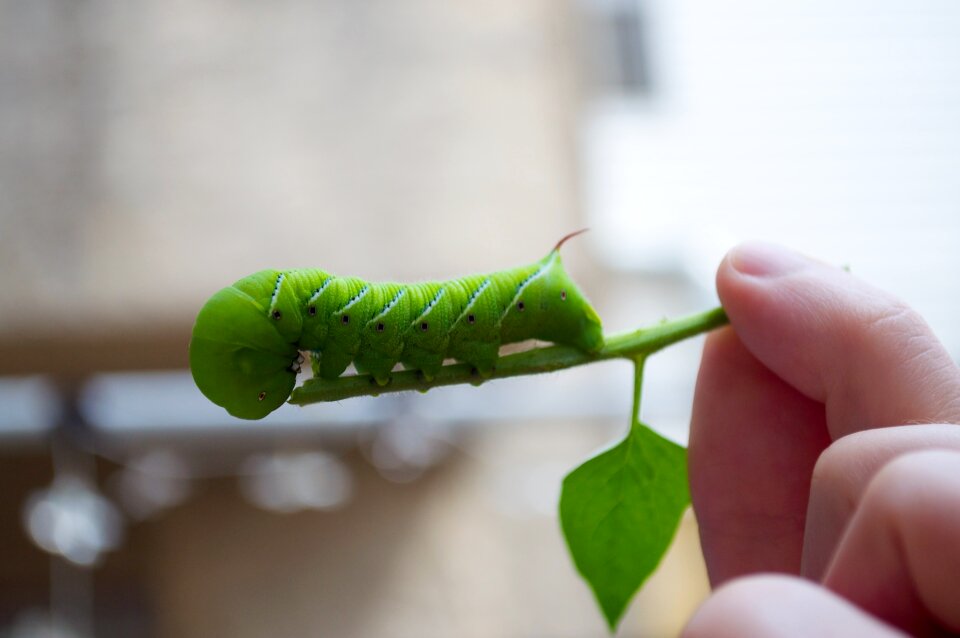 Pest bug hornworm