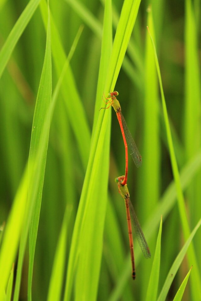Dragonfly reproduction mating