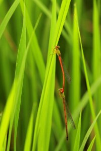 Dragonfly reproduction mating