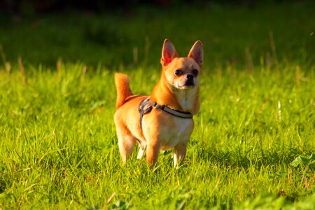 Pet grass animal photo