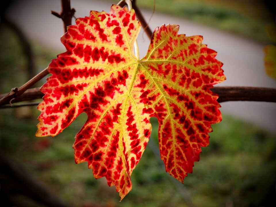 Yellow red golden autumn