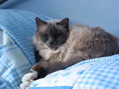 Cat sacred birman breed cat