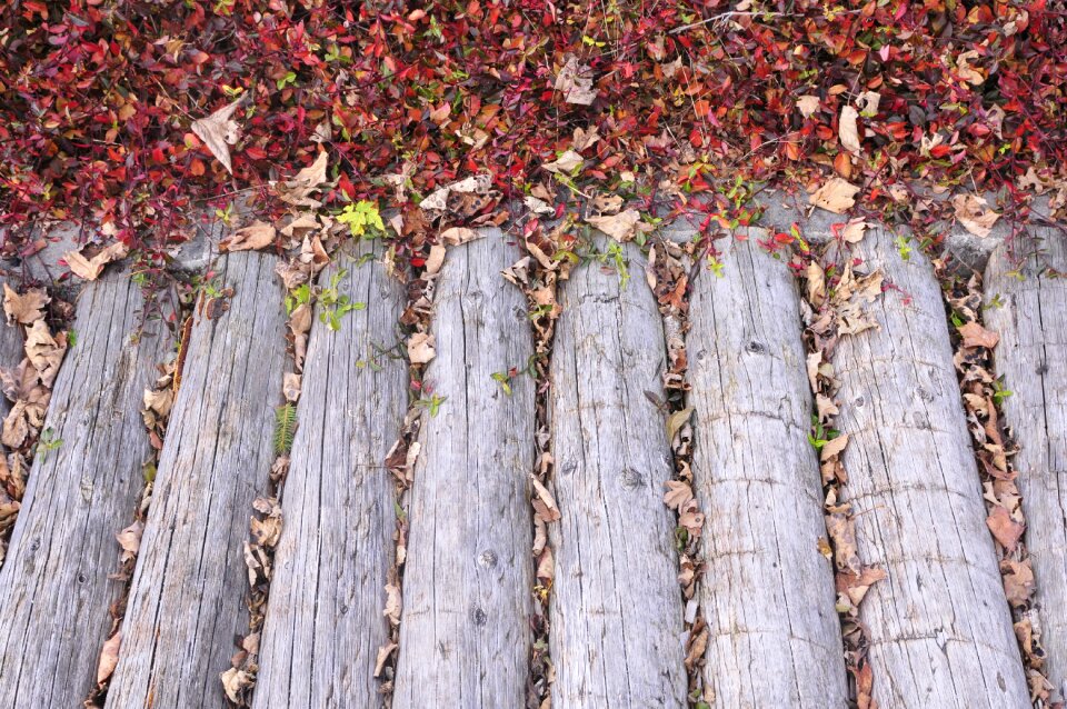 Leaves structure ground