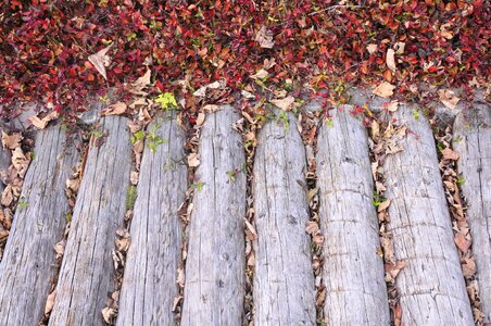 Leaves structure ground