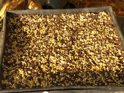 Wheat agriculture nature