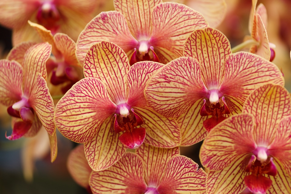 Botany decoration decorative