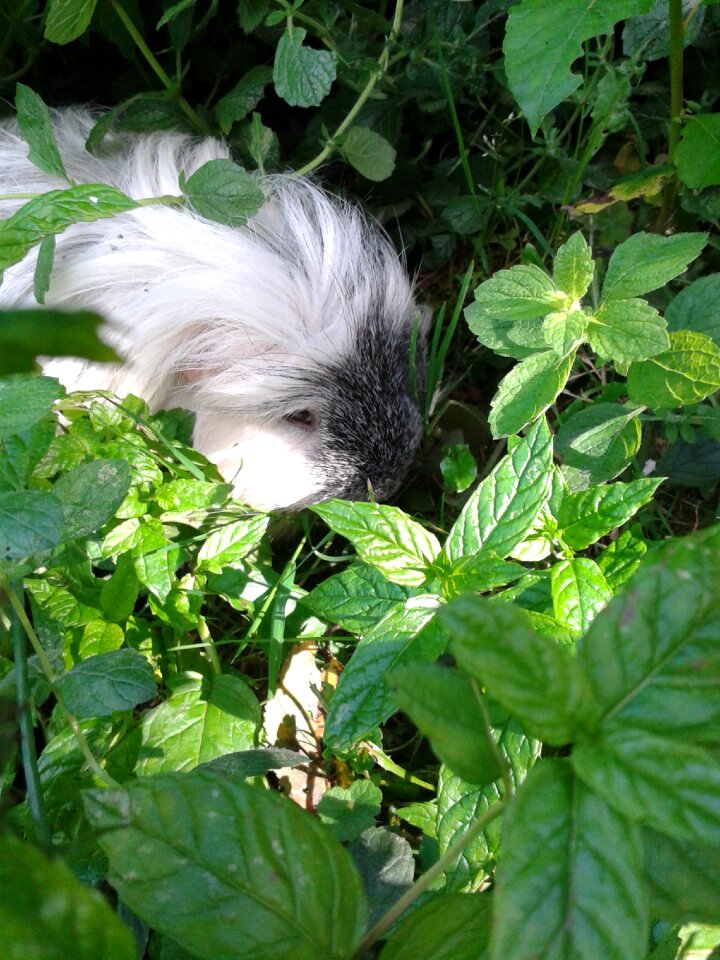 Grass leaves rodent