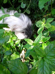 Grass leaves rodent