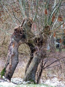 Log winter natural monument