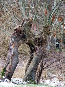 Log winter natural monument photo