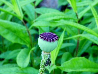 Flower nature garden