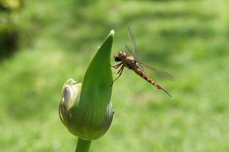 Dragonfly insect sheriff