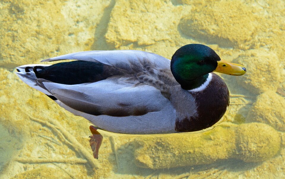 Male water bird plumage